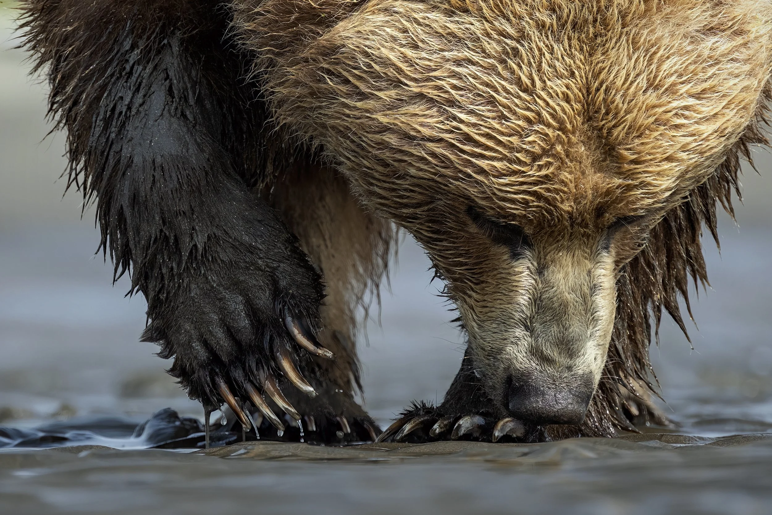 Chris McLennan Photography — Alaska Bears with the Nikkor Z 28
